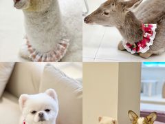 -怪兽屋·羊驼·猫咖·狗咖(俊华广场店)