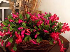 -秦美花卉(天朗·莱茵小城2期店)