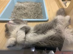 -屋虎猫馆(宝安大仟里店)