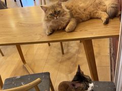 -Let's go狗咖·猫咖·奶狗·桌游(春熙路IFS店)