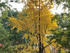 -四川大学(望江校区)