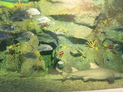 -沙沙哗啦海洋馆(华宇百花谷店)