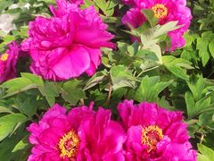 -洛阳郁金香牡丹园