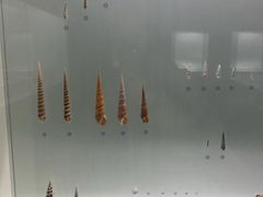 -青岛贝壳博物馆