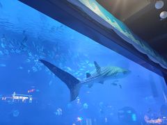 -烟台海昌鲸鲨海洋公园