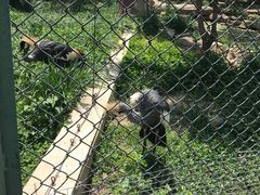 -石家庄市动物园