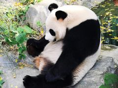 -红山森林动物园