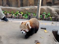 -北京野生动物园