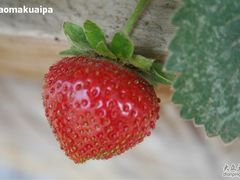 -意大利农场度假村