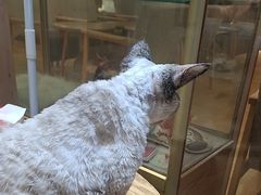 -藏猫猫咖啡主题馆(中央大道店)