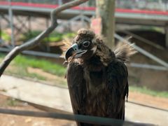 -西霞口神雕山野生动物世界