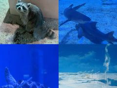 -海合安天津极地海洋公园