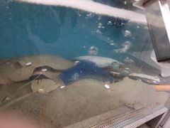 -盒马鲜生(红莲店)