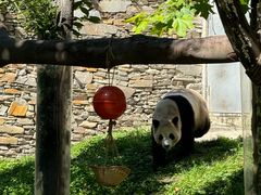 -卧龙中华大熊猫苑神树坪基地