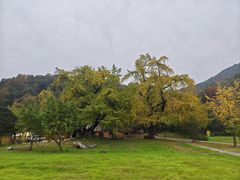 -千年银杏谷文化旅游区