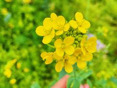 -龙坞茶村