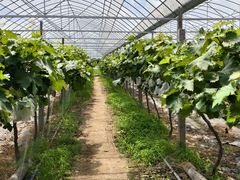 -马陆小张葡萄园农家乐