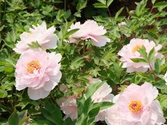 -洛阳市隋唐城遗址植物园