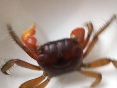 -苏州艺都古玩花鸟市场