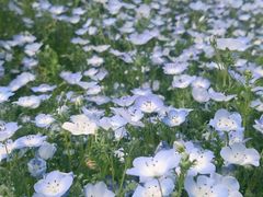 -花开海上生态园