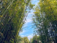 -广州市石门国家森林公园
