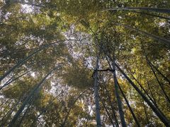 -上海佘山国家森林公园天马山园