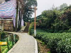 -西湖风景区十里琅珰-五云山