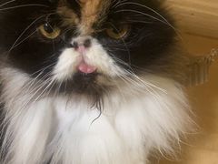 -Meowの猫咖(万家丽店)