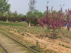 -永定河休闲森林公园