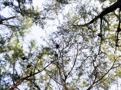 -北海金海湾红树林生态旅游区