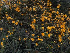 -西湖外事游船(花港观鱼码头)