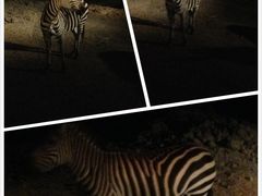 iphone_upload_pic-清迈夜间动物园