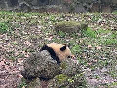 -都江堰中华大熊猫苑
