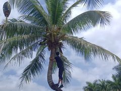 -亚龙湾国际玫瑰谷