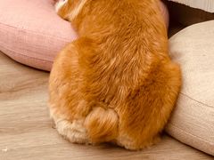-浣熊柯尔鸭土拨鼠·电玩咖