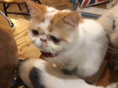 -共舞时光猫咖·狗咖(新街口店)
