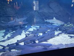 -烟台海昌鲸鲨海洋公园