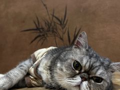-楼上猫咖(罗湖店)