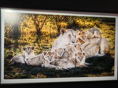 -罗红摄影艺术馆