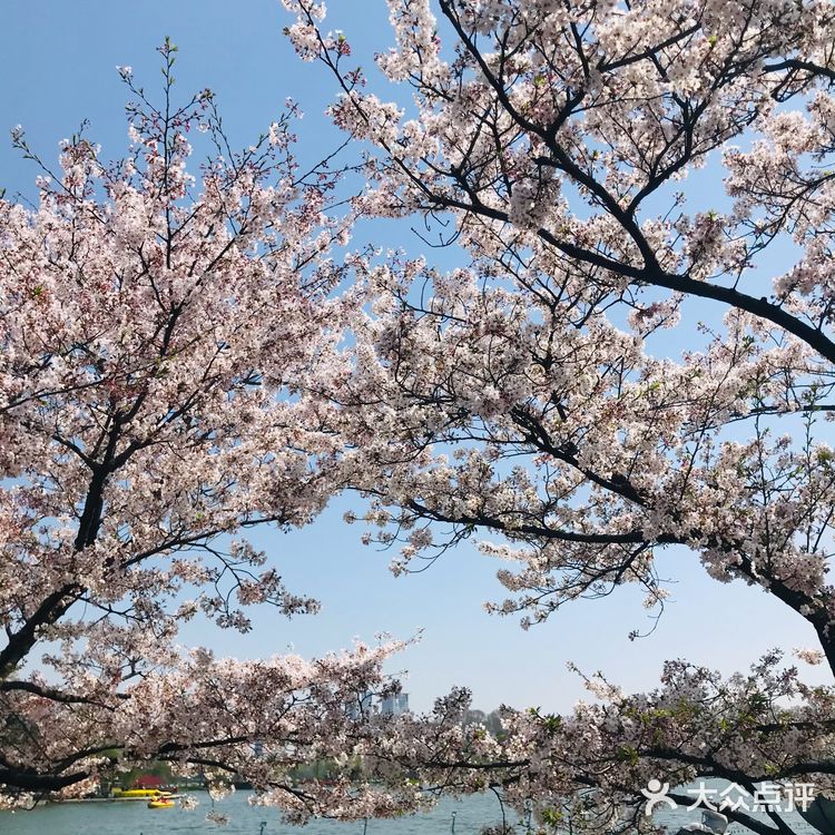 [糖果]玄武湖🌸咖啡节