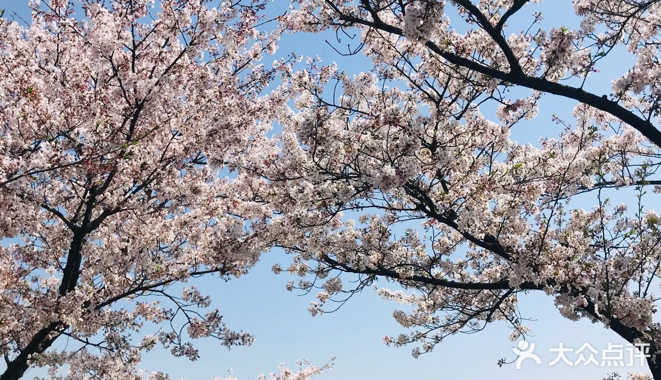 [糖果]玄武湖🌸咖啡节