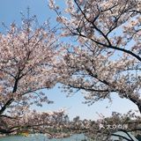[糖果]玄武湖🌸咖啡节