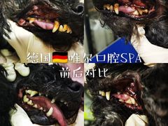 -汪小喵宠物·戴维斯乐芳希施宠馨宝皮毛调理洗护店