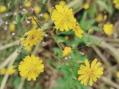 -樱桃山旅游景区