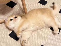 -欣宠猫屋·矮脚拿破仑·蓝金金渐层