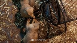 -Zoolung Zoolung动物主题公园(海信广场店)