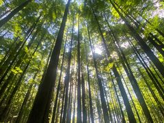 -武陵山森林公园