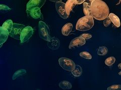 -成都浩海立方海洋公园