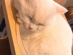 -飞行喵MR PILOT|猫舍·猫咖(静安大融城店)