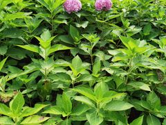 -黑龙江省森林植物园